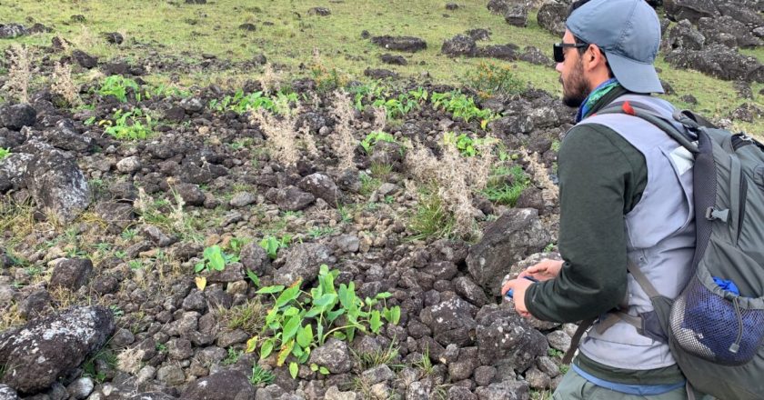 Study Challenges Popular Idea That Easter Islanders Committed ‘Ecocide’ – State of the Planet