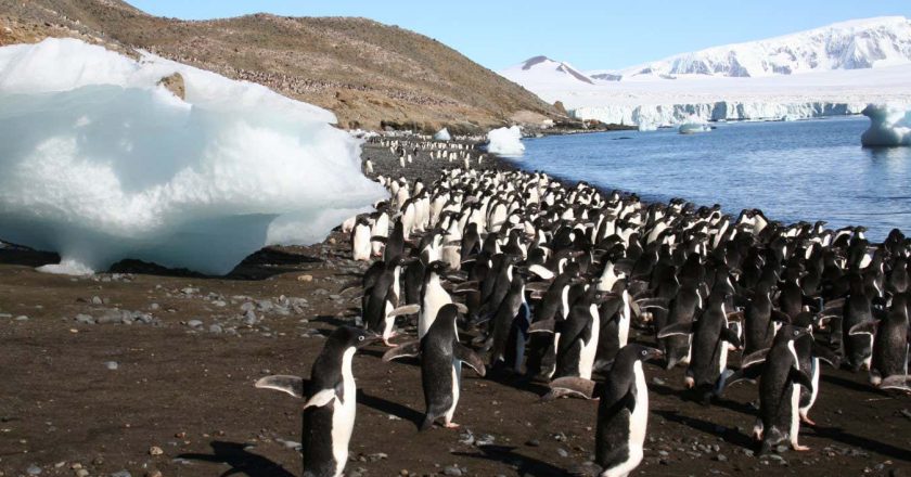 AI can use tourist photos to help track Antarctica’s penguins