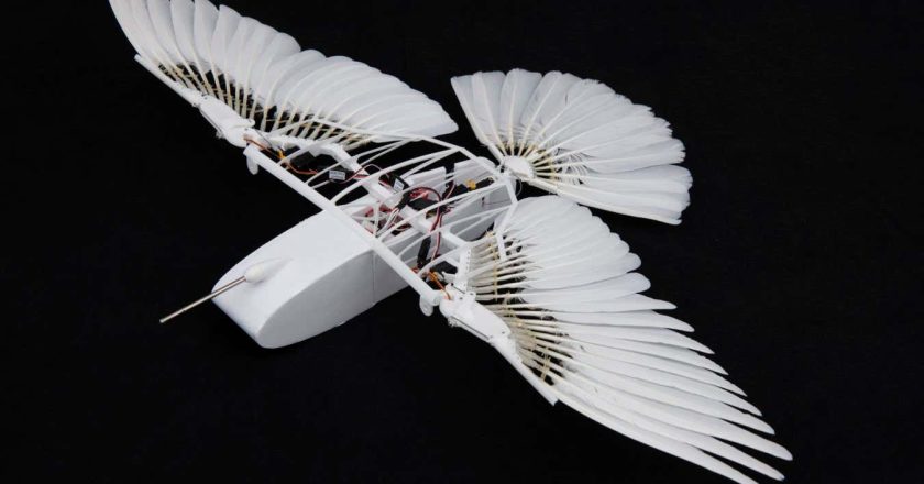 Robotic pigeon reveals how birds fly without a vertical tail fin