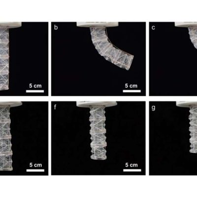 Robot made from pig gelatin biodegrades when no longer needed