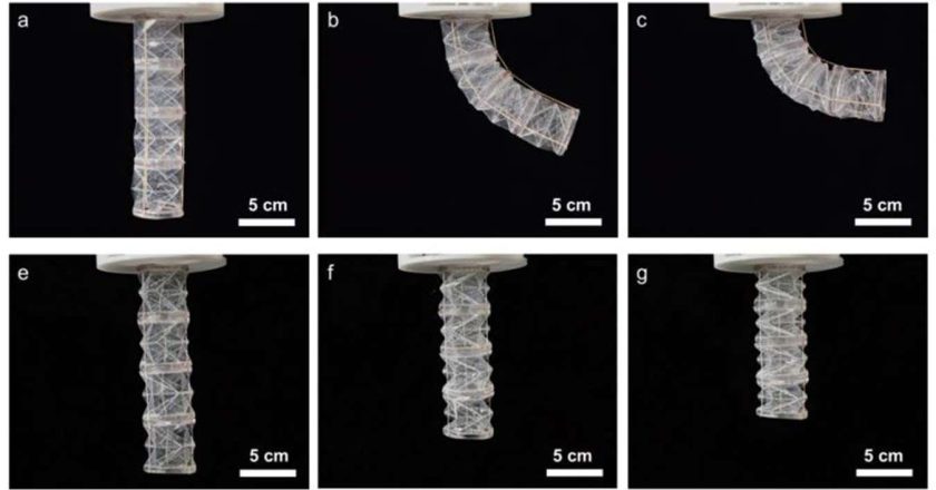 Robot made from pig gelatin biodegrades when no longer needed