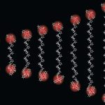 Tiniest ‘ruler’ ever measures distances as small as an atom’s width