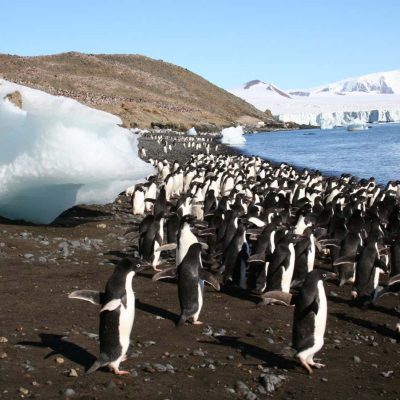 AI can use tourist photos to help track Antarctica’s penguins